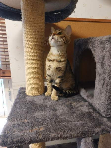 Myydään kauniit kissanpennut Karkkila - изображение 4