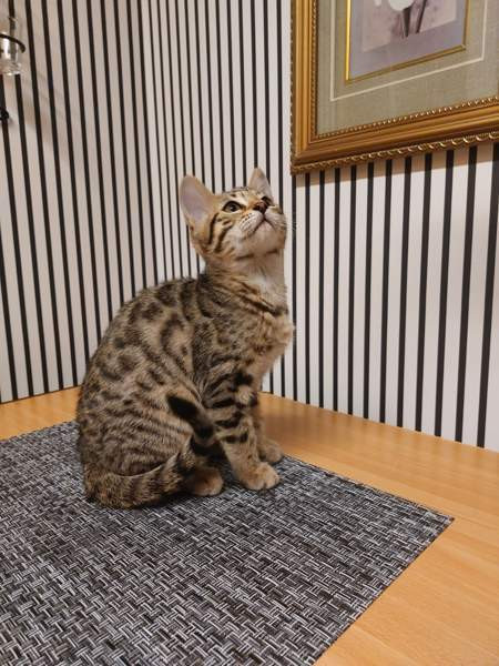 Myydään kauniit kissanpennut Karkkila - изображение 2