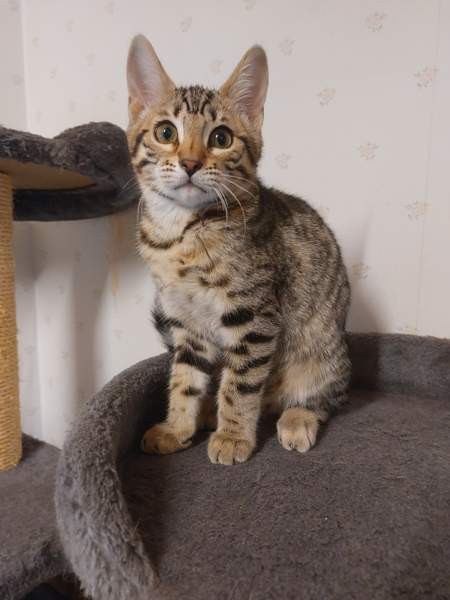 Myydään kauniit kissanpennut Karkkila - изображение 3