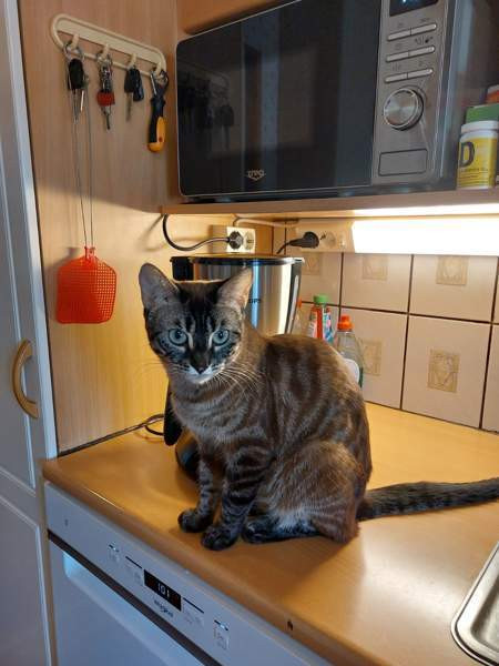 Myydään kauniit kissanpennut Karkkila - изображение 6