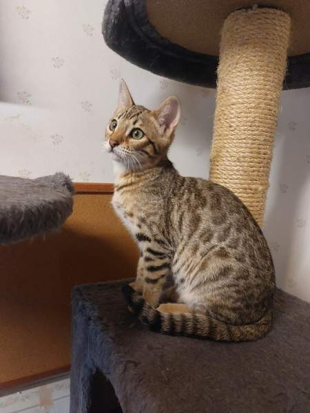 Myydään kauniit kissanpennut Karkkila - изображение 5