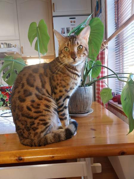 Myydään kauniit kissanpennut Karkkila - изображение 7