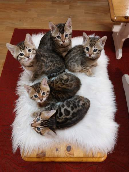 Myydään kauniit kissanpennut Karkkila - изображение 1