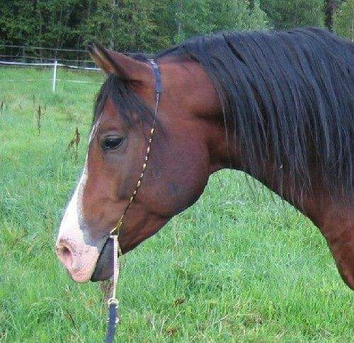 Näyttelyriimu arabille Petäjävesi - valokuva 1