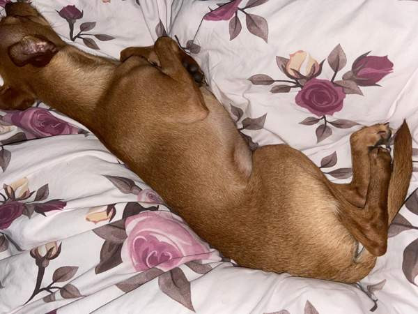 Sekarotu toy uros Kotka – foto 2