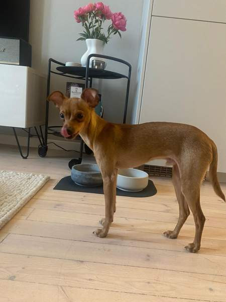 Sekarotu toy uros Kotka – foto 4