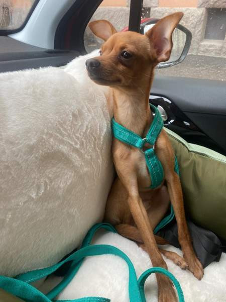 Sekarotu toy uros Kotka – foto 3