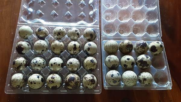 Viiriäiset.(siitosmunia ja kukkoja) Espoo – foto 3