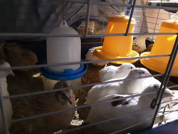 Viiriäiset.(siitosmunia ja kukkoja) Espoo – foto 2