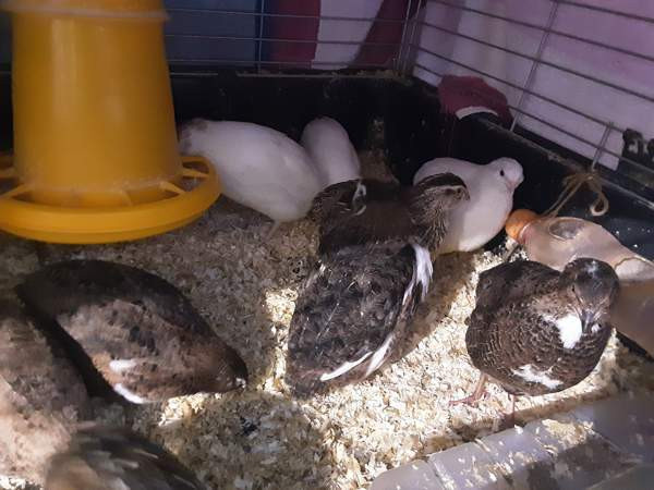 Viiriäiset.(siitosmunia ja kukkoja) Espoo – foto 1