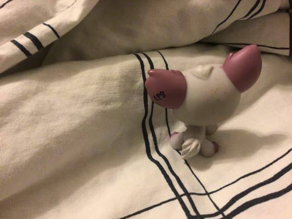 Aito LPS koira vuosimallia 2007 Vantaa - valokuva 4