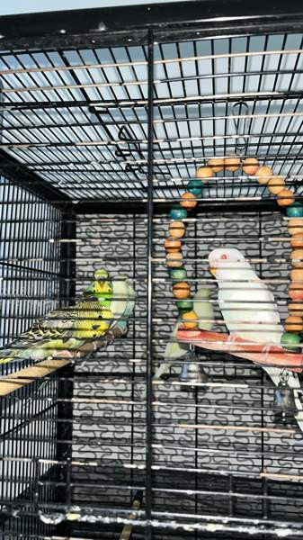 Mydään Undulaatti Вантаа - изображение 5