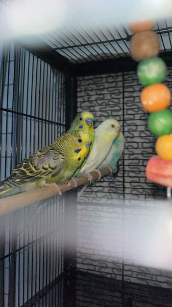 Mydään Undulaatti Вантаа - изображение 3