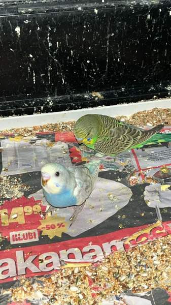 Mydään Undulaatti Вантаа - изображение 1