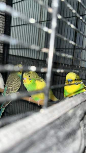 Mydään Undulaatti Вантаа - изображение 2