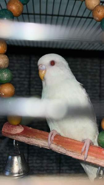 Mydään Undulaatti Вантаа - изображение 4