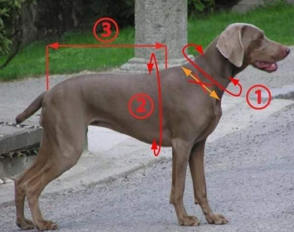 Zero dc short valjaat koko ML Eura - photo 6