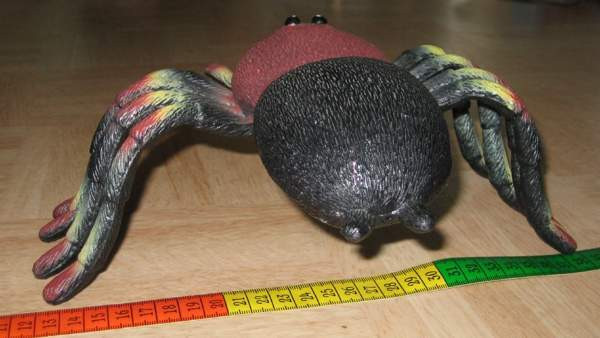 Iso hämähäkki Vantaa - photo 2