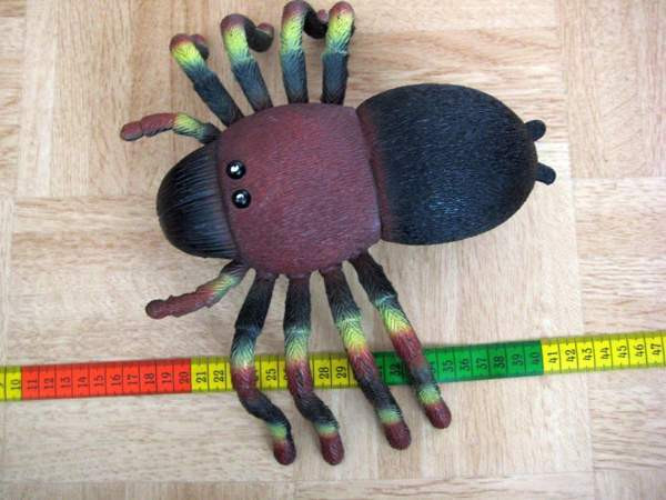 Iso hämähäkki Vantaa - photo 1