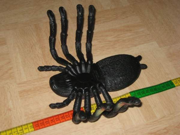 Iso hämähäkki Vantaa - photo 3