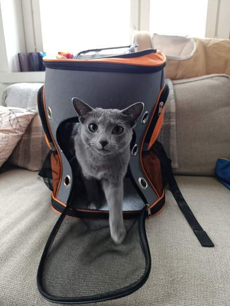 Kissa koira kuljetusreppu Imatra - photo 1