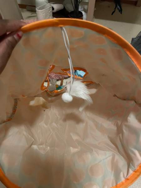 Uusi kissa tarvikkeet Vantaa - valokuva 4