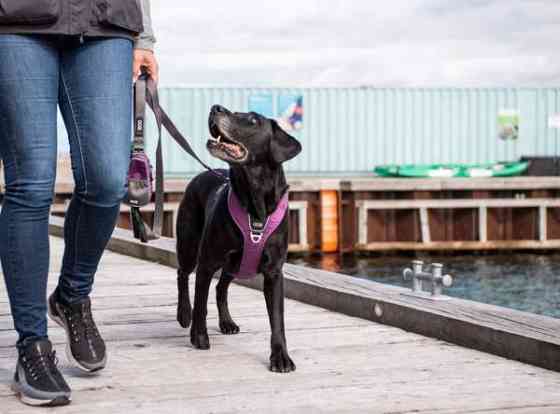 Valjaat Dog Copenhagen XS Eura