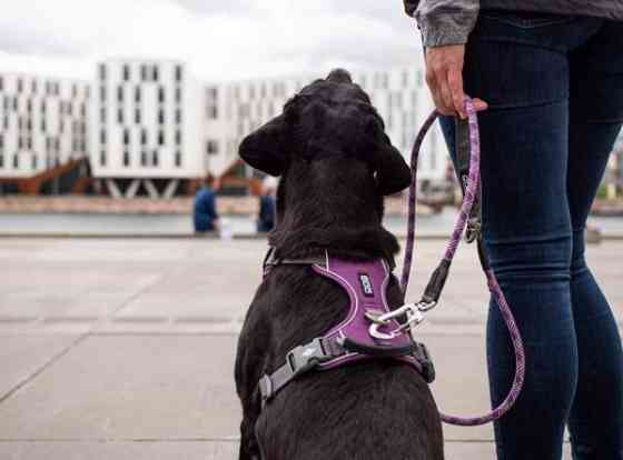 Valjaat Dog Copenhagen XS Eura