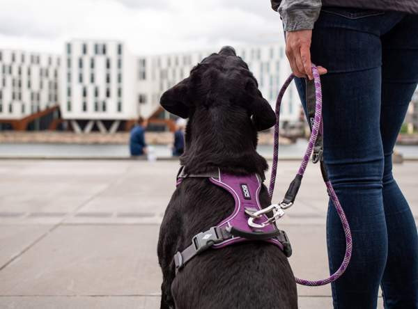 Valjaat Dog Copenhagen XS Eura - valokuva 5