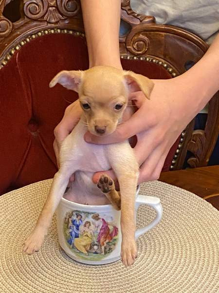 Sekarotu kääpiö pentuja Kotka – foto 1