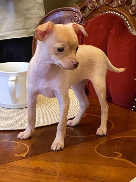 Sekarotu kääpiö pentuja Kotka – foto 4