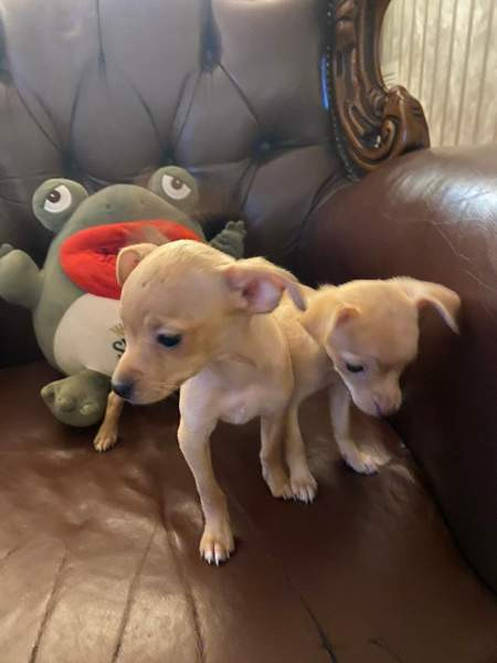 Sekarotu kääpiö pentuja Kotka – foto 7