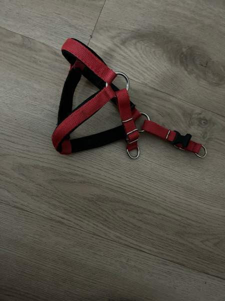 koiran hihna ja/tai valjaat Vantaa - photo 2