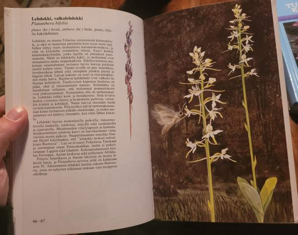 Pohjolan kämmekät Ilomantsi - valokuva 5