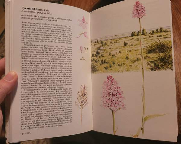 Pohjolan kämmekät Ilomantsi - valokuva 6