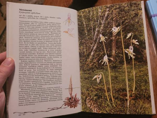 Pohjolan kämmekät Ilomantsi - valokuva 4