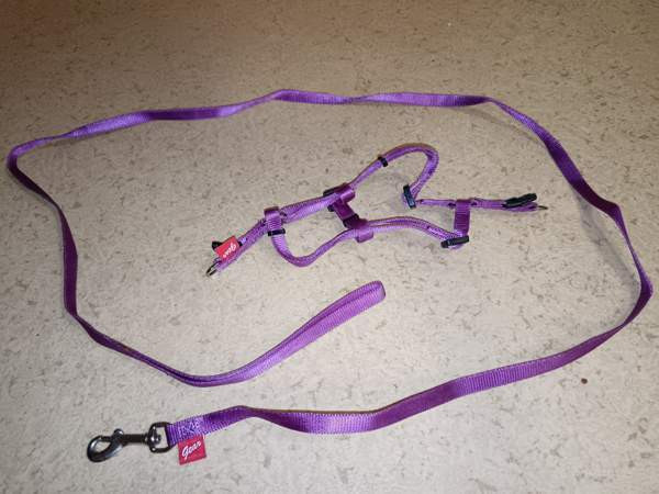 Violetit kissan valjaat Siilinjaervi – foto 1