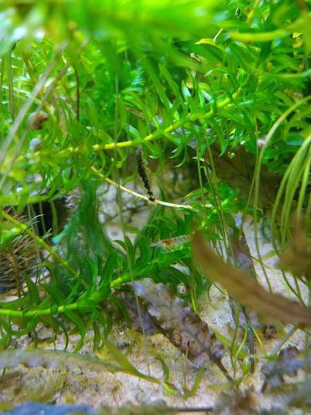 Partaimumonnin poikasia Jyväskylä - valokuva 1