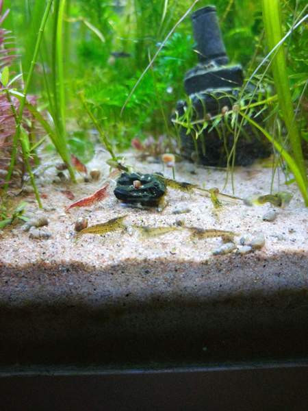 Maatiaissikarapuja Jyvaeskylae – foto 1