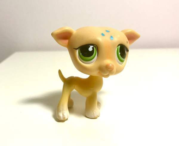 Lps vinttikoira Helsinki - photo 1