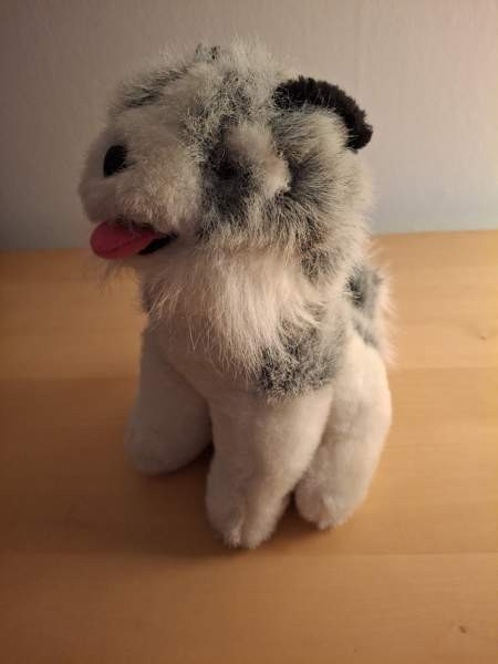 Harmaa-valkoinen koira, mustat korvat Turku - valokuva 1