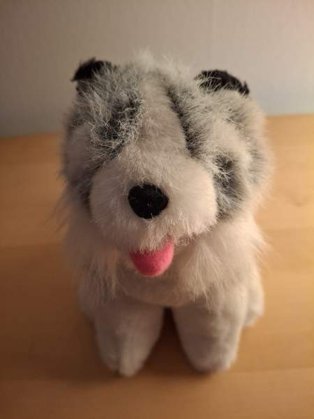 Harmaa-valkoinen koira, mustat korvat Turku - valokuva 2