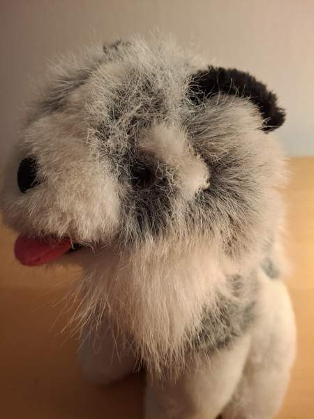 Harmaa-valkoinen koira, mustat korvat Turku - valokuva 3