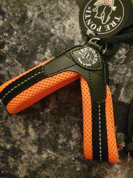 Pienen koiran valjaat Kotka - valokuva 1