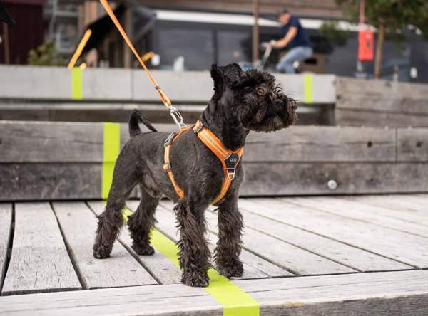 Valjaat Dog Copenhagen Walk Air xl Eura - photo 8
