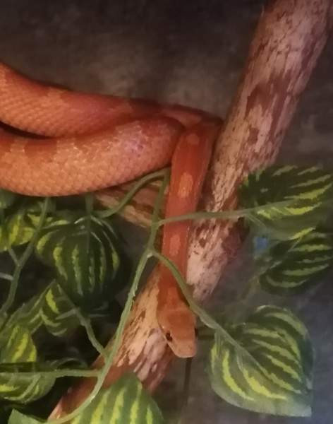 Käärmeet Коувола - изображение 1