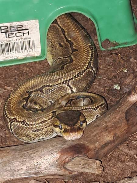 Kuningaspyton Siikajoki - valokuva 1