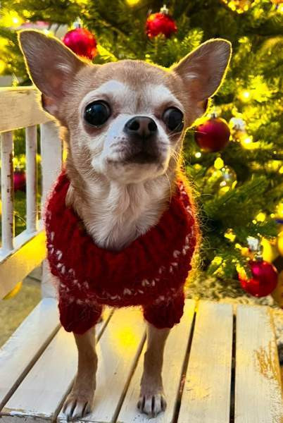 Koiranneule Kuopio – foto 4