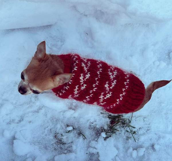 Koiranneule Kuopio – foto 5