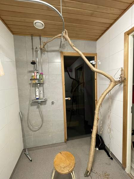 Raapimapuu kissalle Oulu - valokuva 1